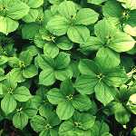 herb paris 